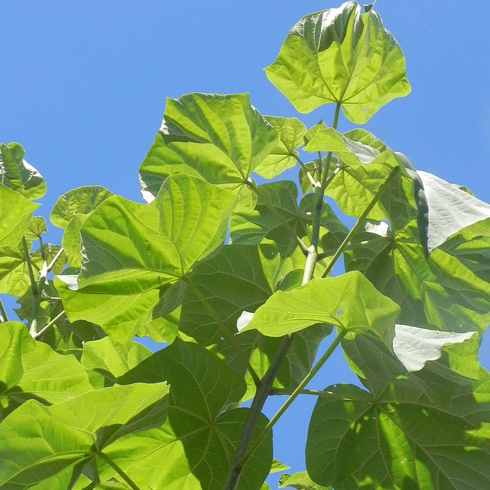 Kiribaum Paulownia kaufen Ahrens+Sieberz Pflanzenversand & Gartenbedarf