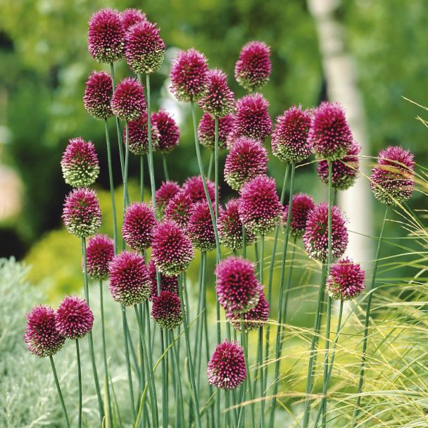 Allium Sphaerocephalon