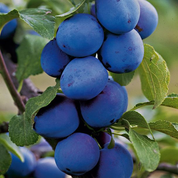 Pflaume 'Pflauri'