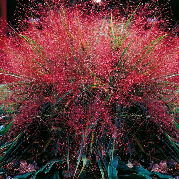 Rotes Liebesgras