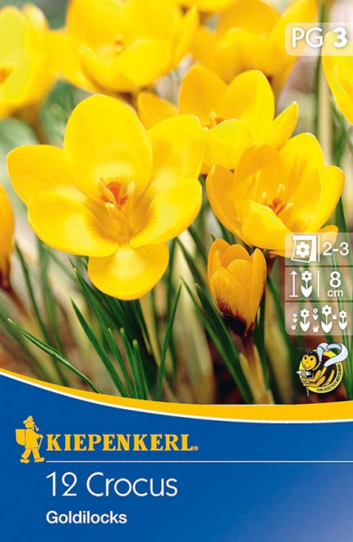 Botanische Krokusse 'Goldilocks'