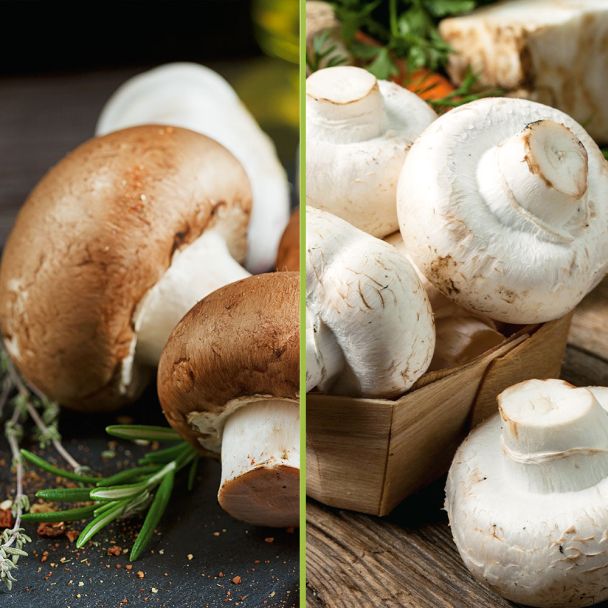 Champignon und Steinchampignon Fertigkultur im Sparset