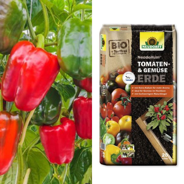 Gemüse-Paprika 'PusztaTraum' F1 + Erde (Sparangebot)