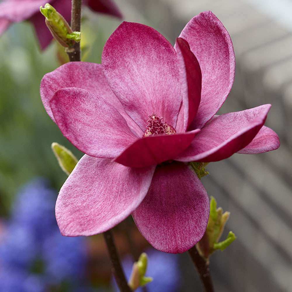 Magnolie 'Genie' | Magnolien | Blh & Ziergehlze | Ahrens+Sieberz -  Pflanzenversand & Gartenbedarf