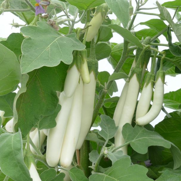 Weiße Kleine - weiße Fingeraubergine