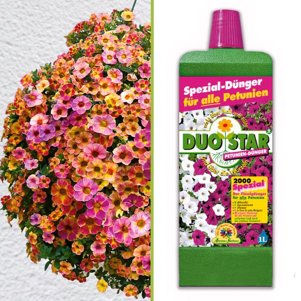 Mini-Hänge-Petunien Chameleon Pink Passion (inkl. Dünger) im Sparset