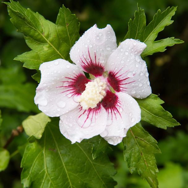 Winterharter Hibiscus, Weißrosa