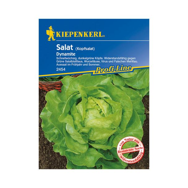 Kopfsalat 'Dynamite'