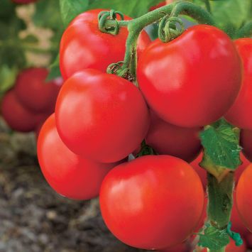 'GartenMeister' F1 - Freiland-Tomate
