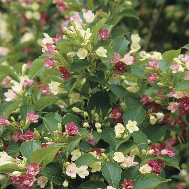 Weigelia 'Marjorie'