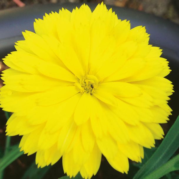 Winterharte Ringelblume Winter Wonders® 'Golden Glaze'