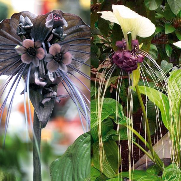 Tacca 'White Beauty' und 'Black Beauty'
