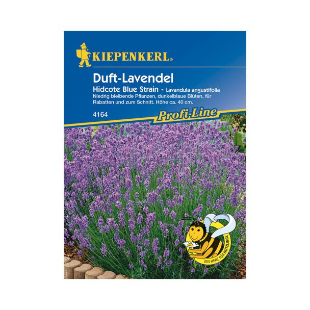 Duft-Lavendel 'Hidcote Blue Strain'