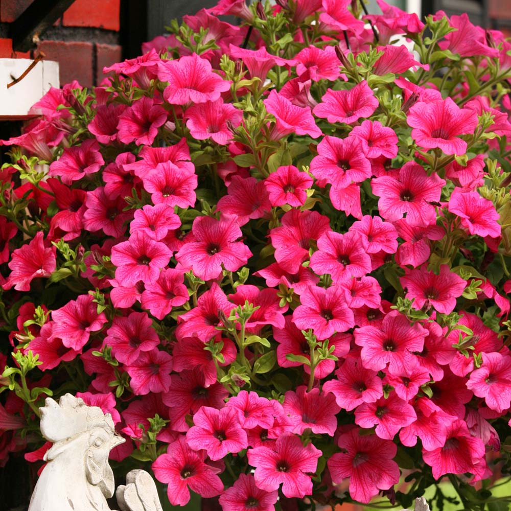 Surfinia® Petunie 'Hot Pink' Petunien Balkon & Sommerblumen