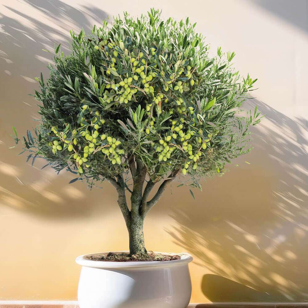 Olivenbaum Orvieto und Weinberg-Feige Viola kaufen | Ahrens+Sieberz -  Pflanzenversand & Gartenbedarf