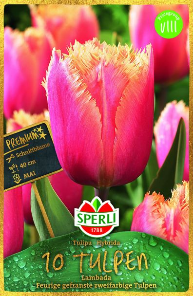 Gefranste Tulpen 'Lambada'