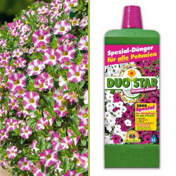 Zauberglöckchen Milky Pink und DUOSTAR 2000 Spezialdünger im Sparset