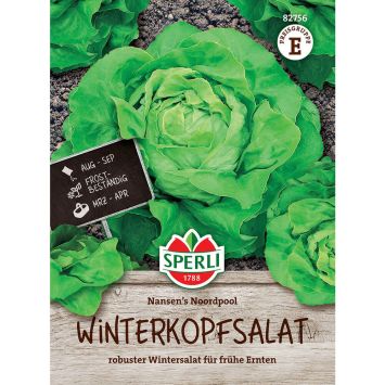 Winterkopfsalat Nansen's Noordpool