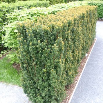 Taxus media Hillii