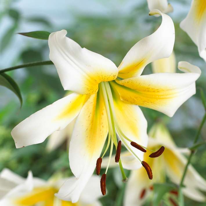 Riesen Baum Lilien (6er Set) kaufen Ahrens+Sieberz Pflanzenversand