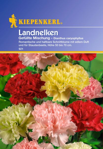 Landnelken 'Gefüllte Mischung'