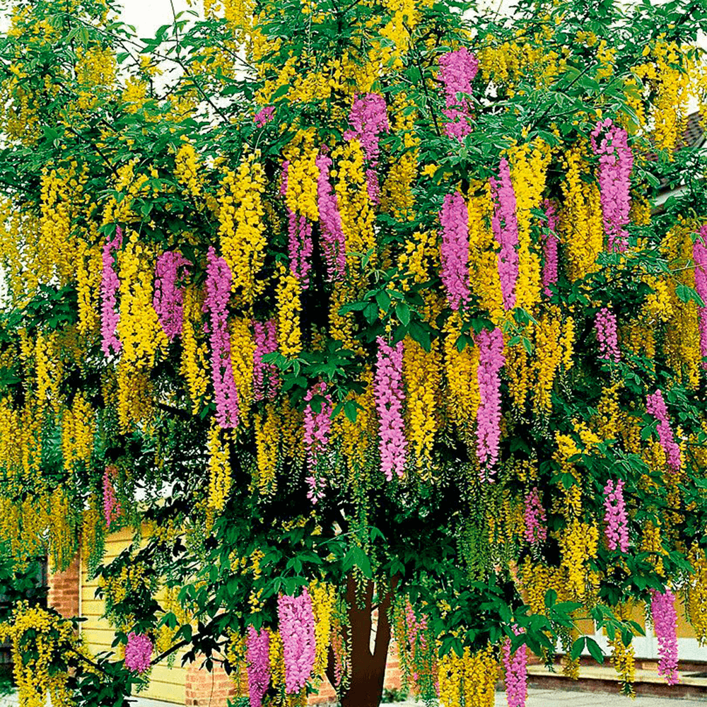 Bunter Goldregen ‚Purple Rain‘ (Laburnocytisus adamii) kaufen Ahrens+Sieberz Pflanzenversand