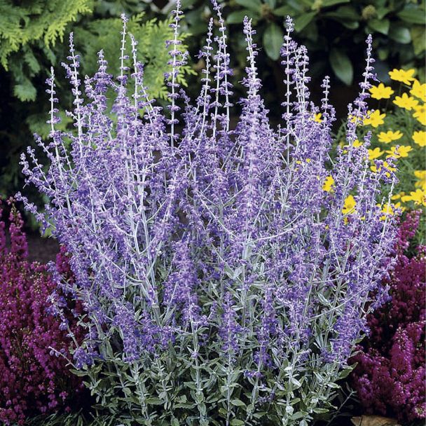 Blauraute 'Little Spire®'