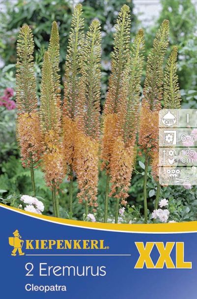 XXL Eremurus Ruiter Hybride Cleopatra
