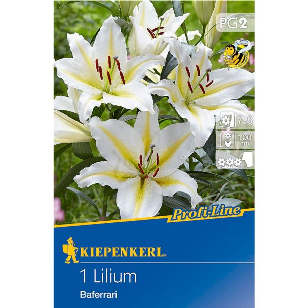 Profi-Line Lilium Baferrari