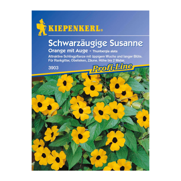 Schwarzäugige Susanne 'Orange mit Auge'