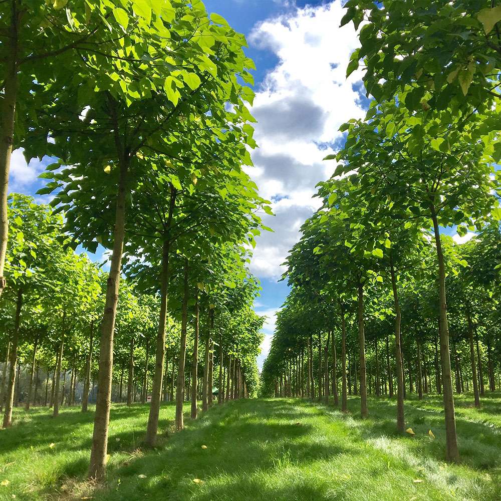 Kiribaum Paulownia kaufen Ahrens+Sieberz Pflanzenversand & Gartenbedarf
