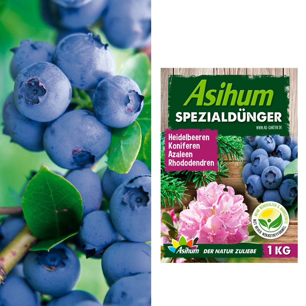 2 x Profi-Heidelbeeren \'Duke®\' + 1 kg Asihum Spezialdünger | Heidelbeeren |  Obst | Ahrens+Sieberz - Pflanzenversand & Gartenbedarf