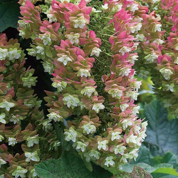 Hortensie 'Snowflake®'