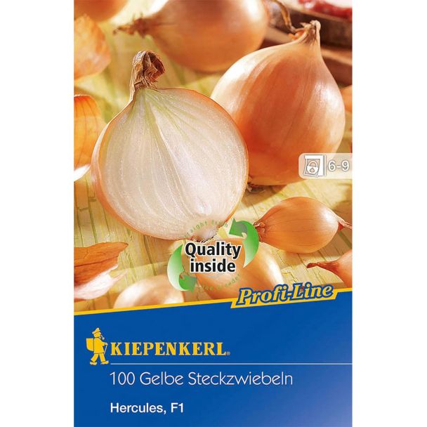 Steckzwiebeln Hercules, F1