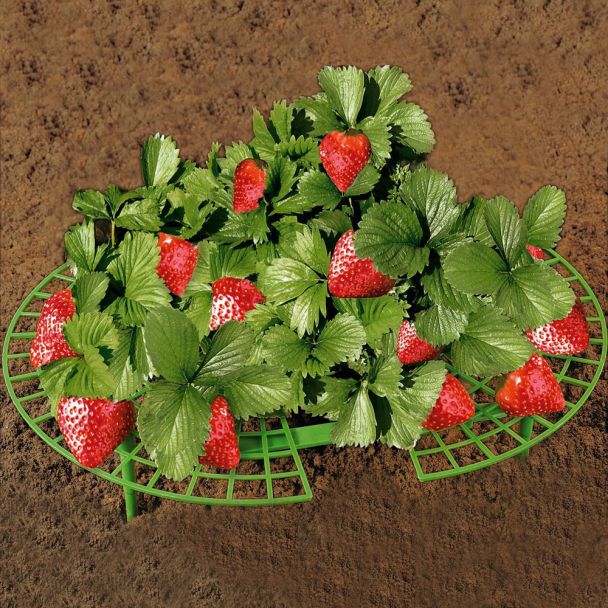Erdbeer-Reifer, 5 Stück