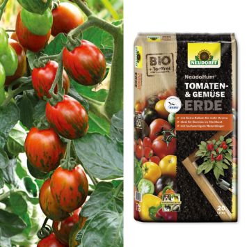 Gestreifte Cocktail-Tomate 'My Love' F1 + Erde (Sparangebot)