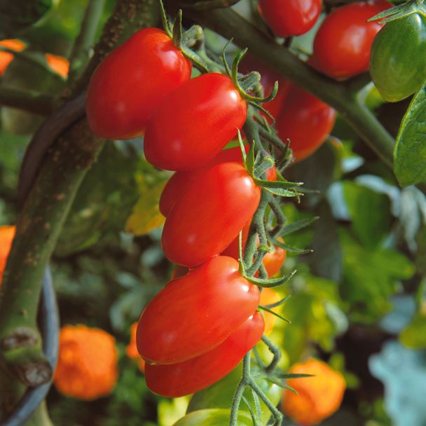 Pflaumen-Cherry-Tomate Dasher®