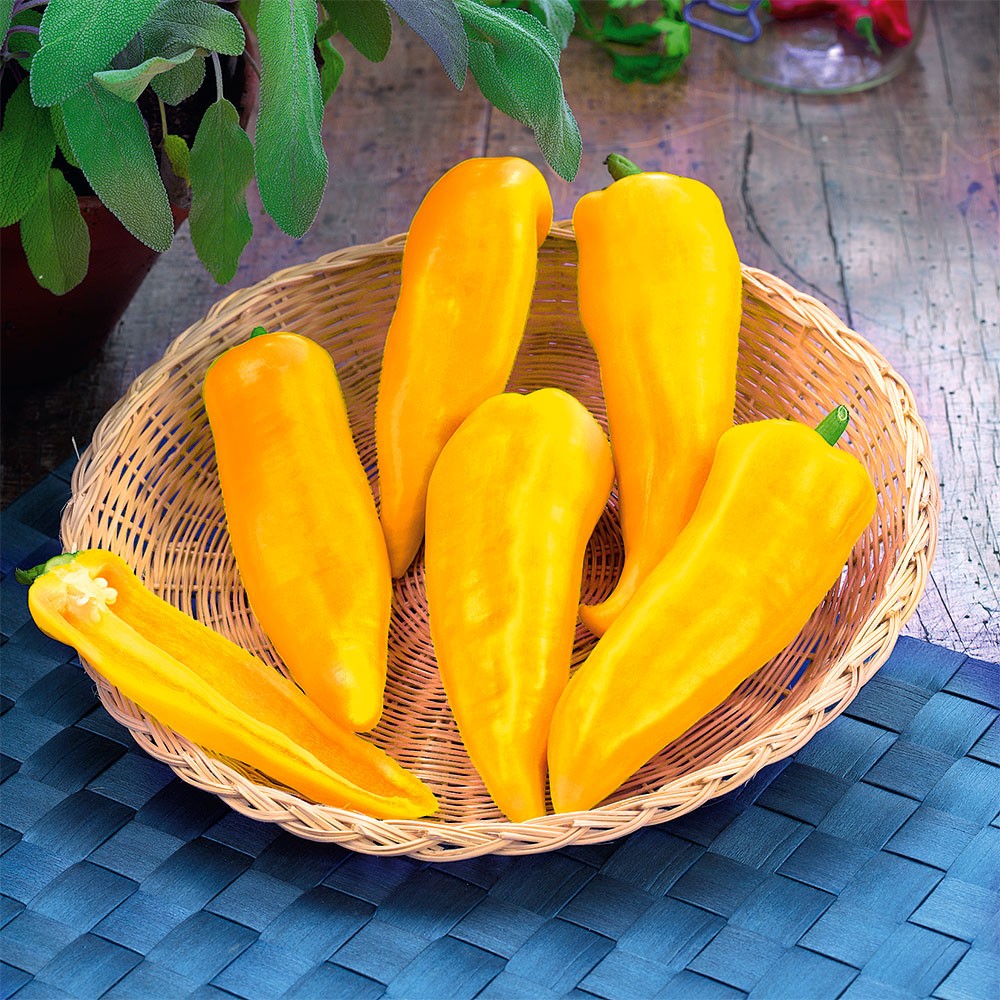 3 x SnackPaprika 'Ariella®' Paprika & Chili Gemüsepflanzen