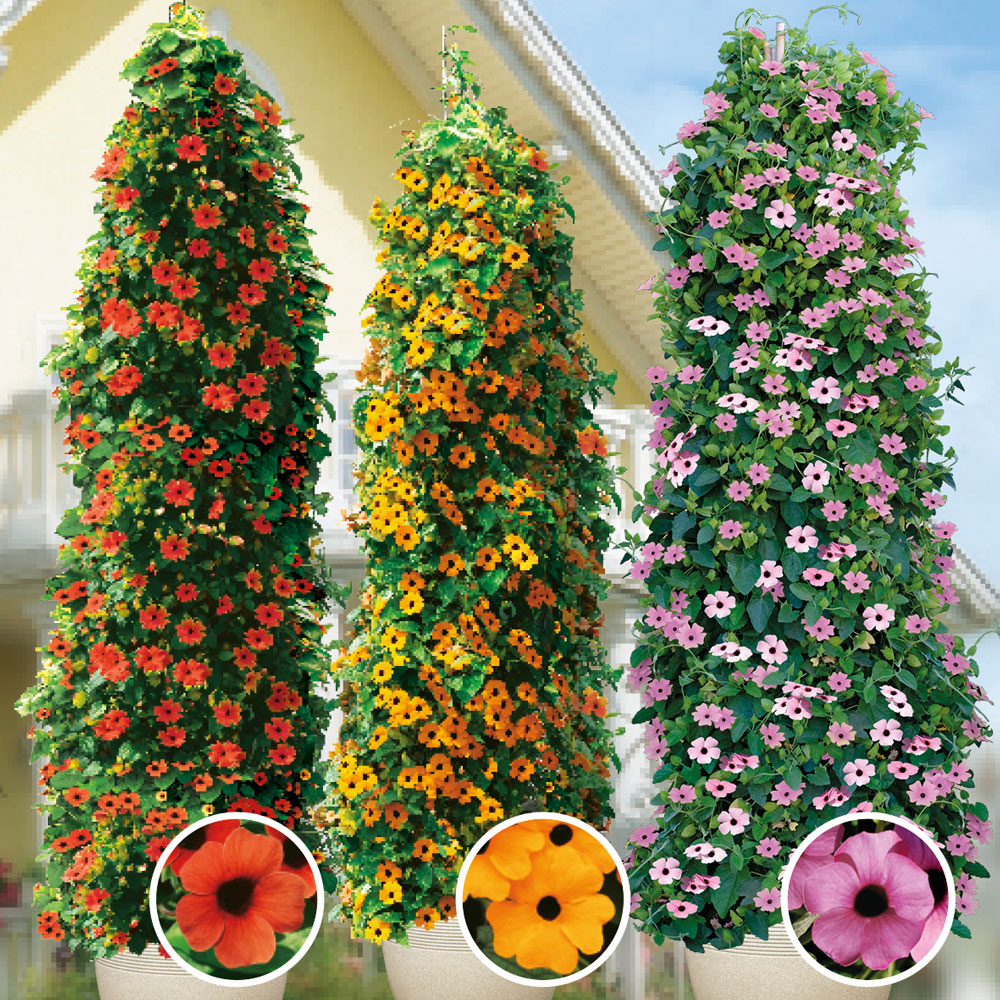 Schwarzugige Susanne im 3er Set kaufen | Ahrens+Sieberz - Pflanzenversand  & Gartenbedarf