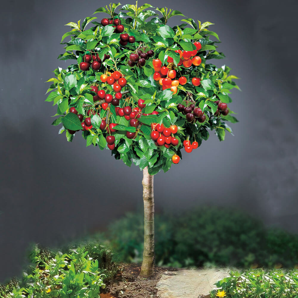 Kirschbaum Grande Familia kaufen | Ahrens+Sieberz - Pflanzenversand &  Gartenbedarf