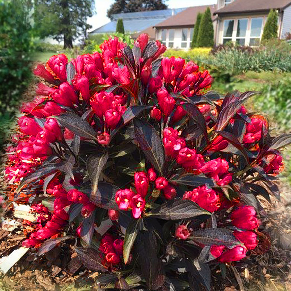 Weigelie Electric Love kaufen Ahrens+Sieberz Pflanzenversand