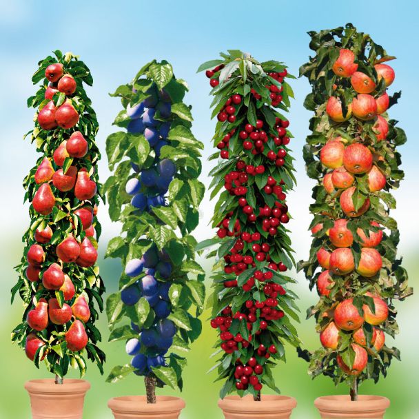 4 Säulen-Bäume: Rubina, Fruca, Decora, Starcats®