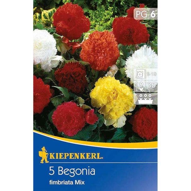 Begonien 'Gefranste Mischung'