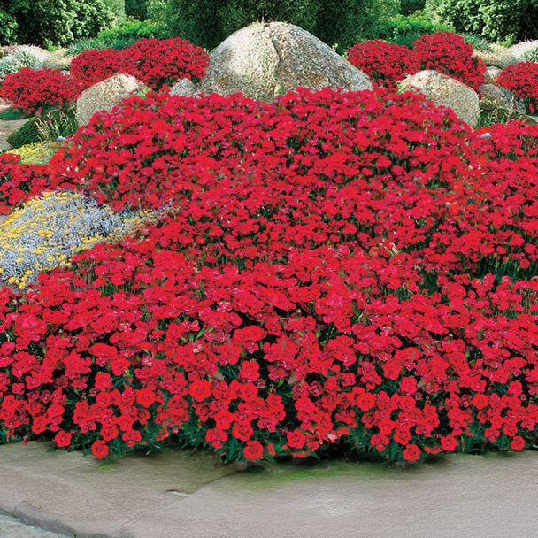 BIO Beetnelke Merci Fleuri