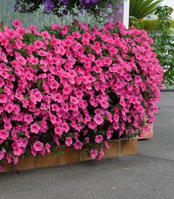 Surfinia® - Petunie 'Hot Pink'