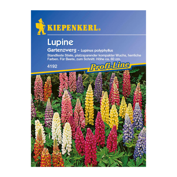 Lupine 'Gartenzwerg'
