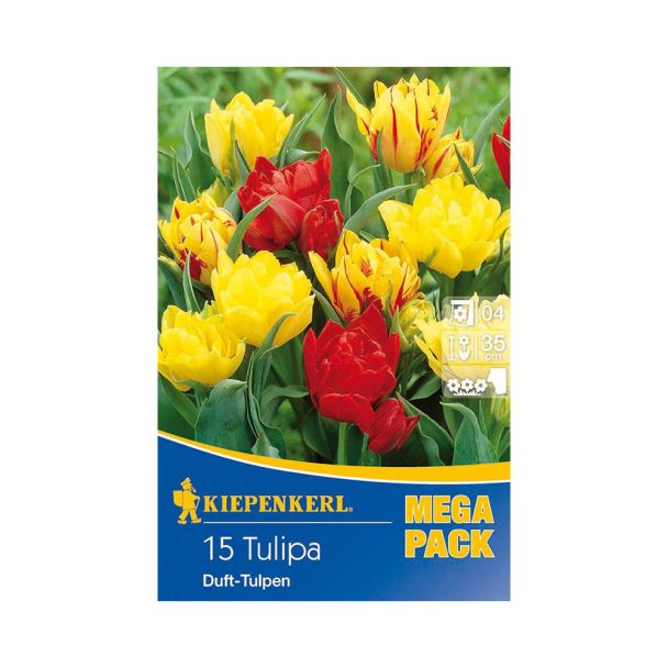 Duft-Tulpenmischung 'Duftende Frühlingsgrüße'