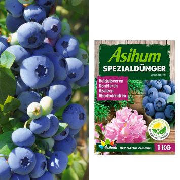 Spar-Preis: 2 x Trauben-Heidelbeeren 'Blue Berry®' + 1 kg Asihum Spezialdünger
