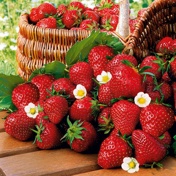 Qualitäts-Erdbeerpflanze 'Imtraga-Selekta', zweimal tragend