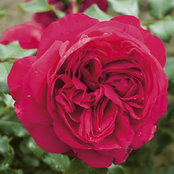 'Red Eden Rose®'